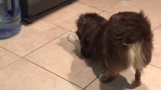 Dog barks at it's reflection in glass