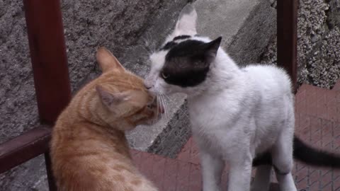 Look, these cats are friends or not.