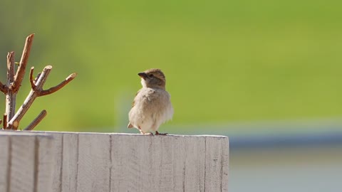 !sparrow!sparrow video!Animal video!