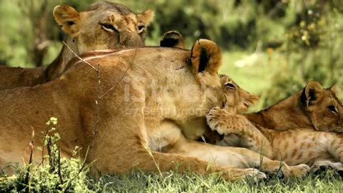 The lioness... the queen takes care of the family