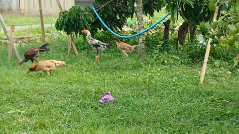 Chicken in garden