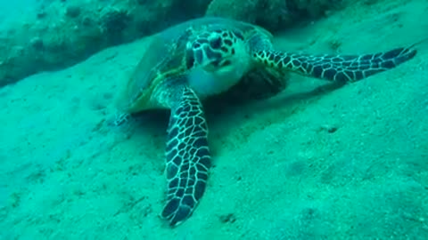 Hawksbill sea turtle in the Red Sea, dahab, blue lagoon sinai