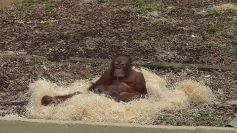 Bebé orangután salta sobre una alfombra hecha por sí mismo