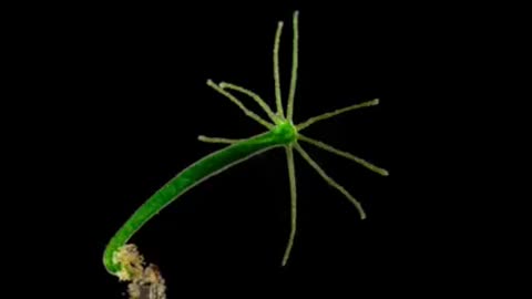 HYDRA VULGARIS- AN IMMORTAL PARASITE FROM THE SNAKE VENOM