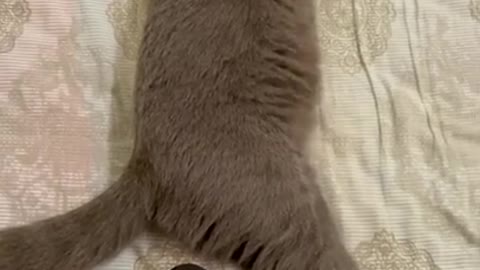 This Beautiful Kitten Cute Cat is Scared From His Sound | Funny Cats Videos