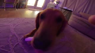 Dogs Boop The GoPro