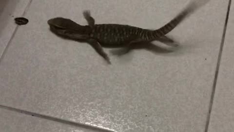 Lizard Can't Catch The Bug Because Of The Slippery Floor