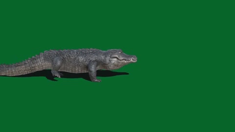 Crocodile_Green_Screen_Effect