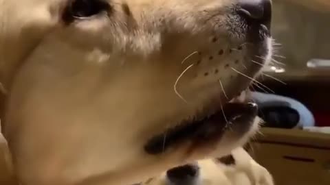 Adorable doggy shuts up his noisy sibling