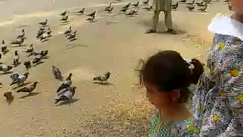 Heartwarming Act of Kindness: Efah, Maryam, and Maha Feed Street Pigeons! 🕊️🌟