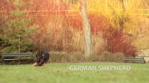 How_ to_Military_Dogs_training_#dipa789