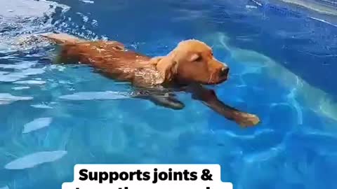 Benefits of Swimming for Your Dog | Swimming fir Dogs