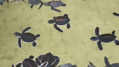 Baby turtles swimming in a pool at a turtle hatchery in Sri Lanka