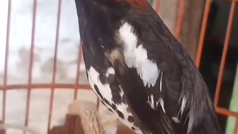 Nice Singing Bird From Asia