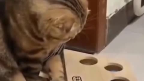 Extremely confused funny cat #shorts