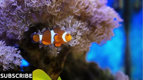 Beautiful tropical fish swimming in the ocean reef