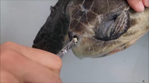 Removing a plastic straw from a sea turtle's nostril - Short Version 😥😥😢😢