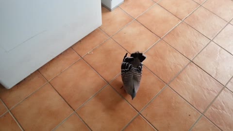 Pigeon Tries to Seduce Woman