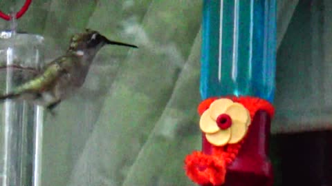 Hummingbird vs Bee