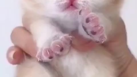 Cute cat baby