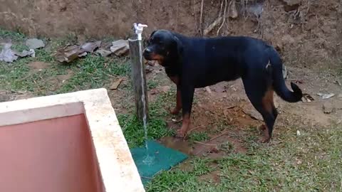 Fulky trained rottweiler dinking water