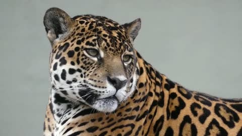 Jaguar couple - Amazonia brasil.