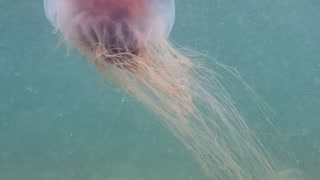 Jelly Fish Hanging Close To Shore