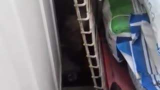 Cat is climbing the ladder