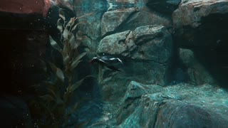 Penguin Flying Under Water