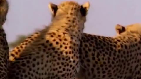Wildlife +18 Lion vs buffalo, Cheetah vs Hyenas, Cheetah vs Gazella (strong scenes)