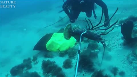 Amazing Catch Giant Lobsters Underwater