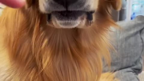 Funny Golden retriever gets angry 😂😂😂