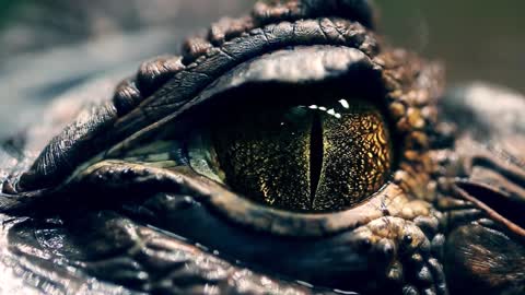 alligators eye close up of a live alligators eye crocodile caiman dinosaur monster bwgas