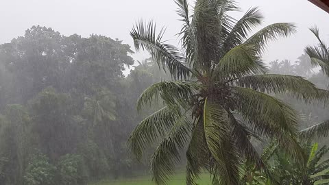 It's a Rainy Day | Coconut Tree 😍