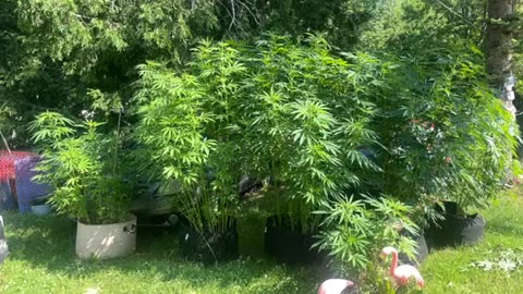 Michigan marijuana/ weed 30 gallon grow pouch sensi flowering buds auto grow? Probably