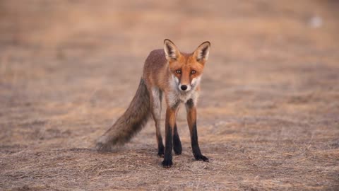 The beautiful red fox posing on camera