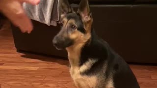 German Shepherd Dog Talking and Training with Hand Signals Only
