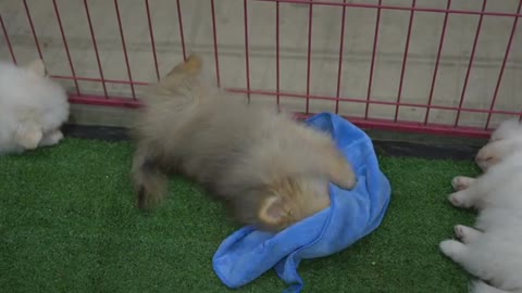 Pomeranian Dogs Playing With Fun Blue Clothes 2021.