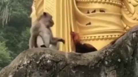 Help Me!! Really pity orphan baby monkey screaming when big chicken fighting her but so funny video