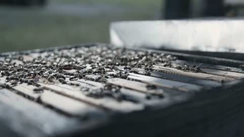 Hundreds of bees in a beehive