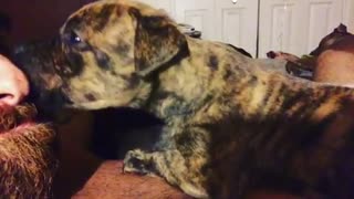 very cute puppy licking face