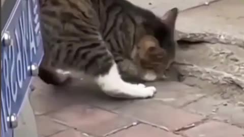 Funny Animal Videos 2022 --- Funniest Cats And Dogs Videos ---😆😂🤣