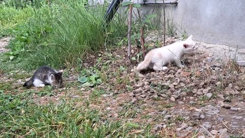 Little kittens are fighting 🥰😂 Funny kittens playing.
