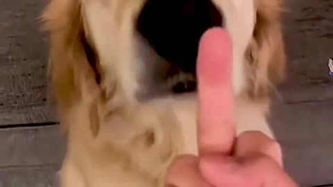 Dogs reaction to showing them middle finger face
