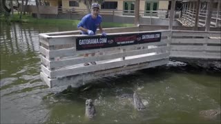 Crocodile Feeding from Drone