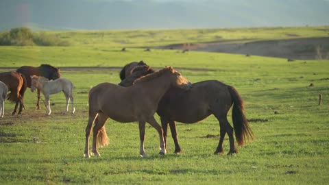 Horses scratching each other