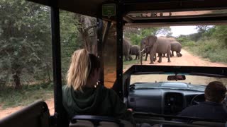 Huge herd of Elephant crossing right in front of us amazing!