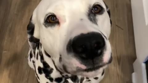 Dalmatian Funny Dog |The prettiest smile in the world 😂❤️