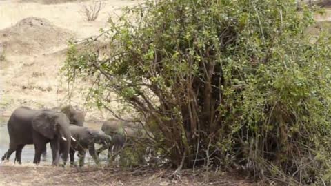 Elephants in Tarangire Tanzania chase lions from zebra kill As we watched a family of lions devour