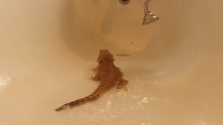 Bearded Dragon Lizard Whipping his tail in the bath